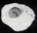 Silurial Gastropod (Platyostoma) - Waldron, Indiana #20719-1